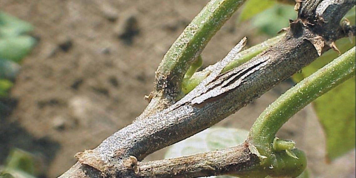 Råte forårsaket av Macrophomina phaseolina. David B. Langston, University of Georgia, Bugwood.org. Creative Commons Attribution 3.0 License